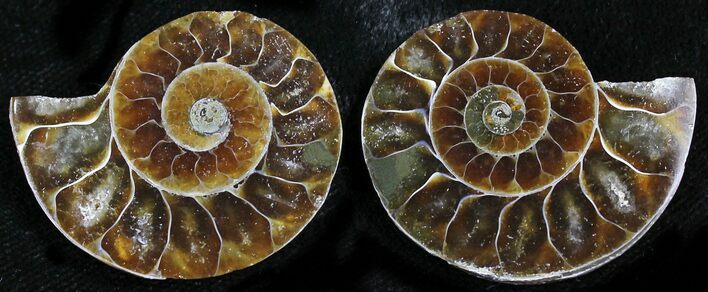 Small Desmoceras Ammonite Pair - #27888